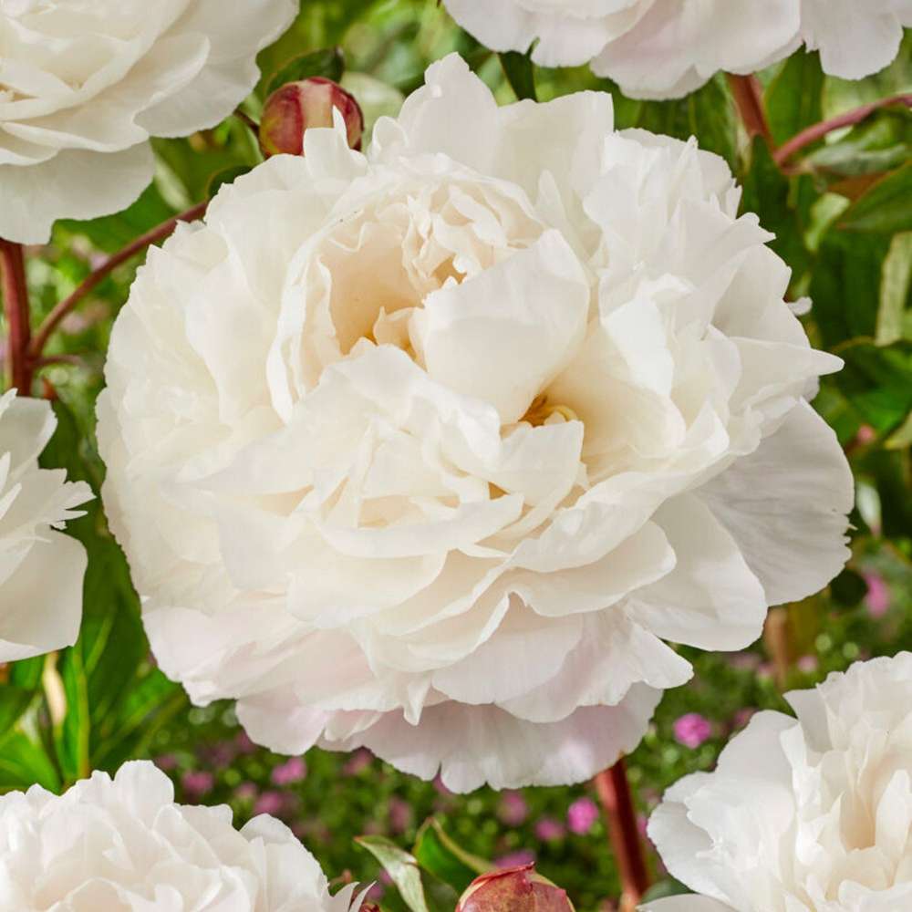 Pion 'Duchesse de Nemours'